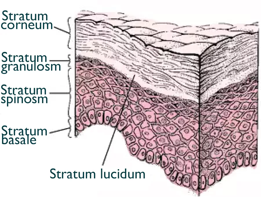 Layers of Skin